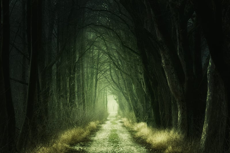 Enchanted Paths