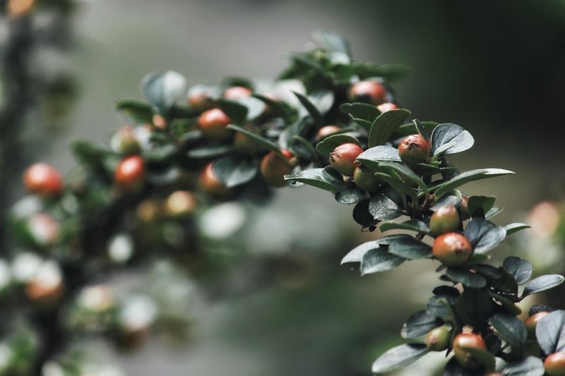 Fantasy Shrubs