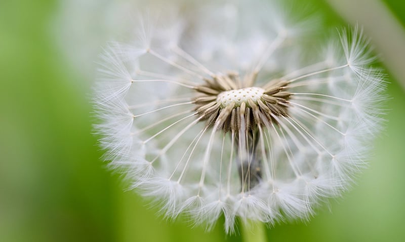 Sorcerer's Seeds