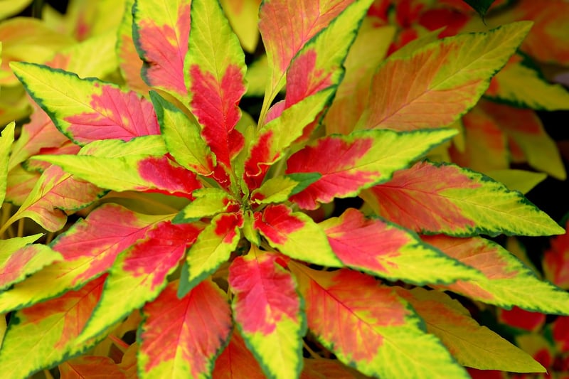 Enchanted Amaranth